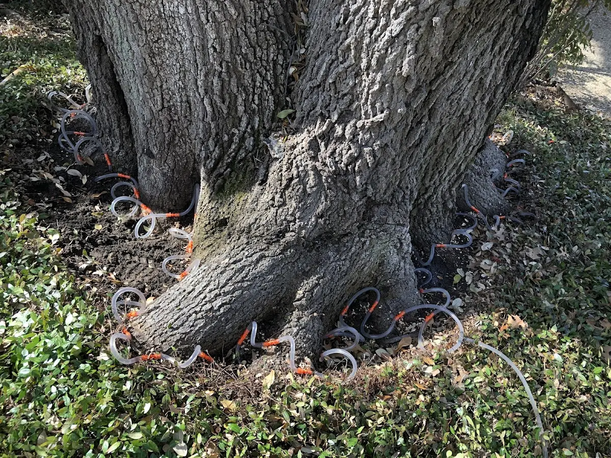Detailed Tree Cabling and Bracing job site in Mc Dermitt